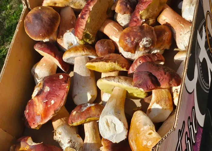 La Bourzede Appartement